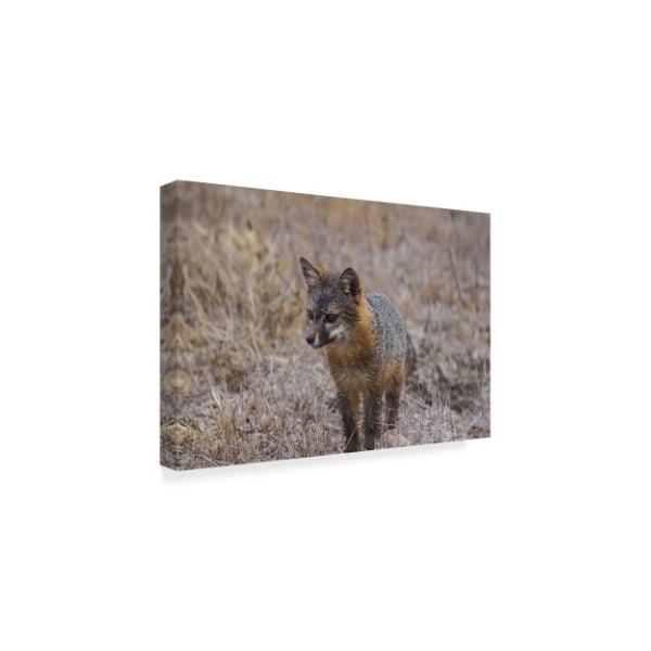 Chris Moyer 'Island Fox' Canvas Art,12x19